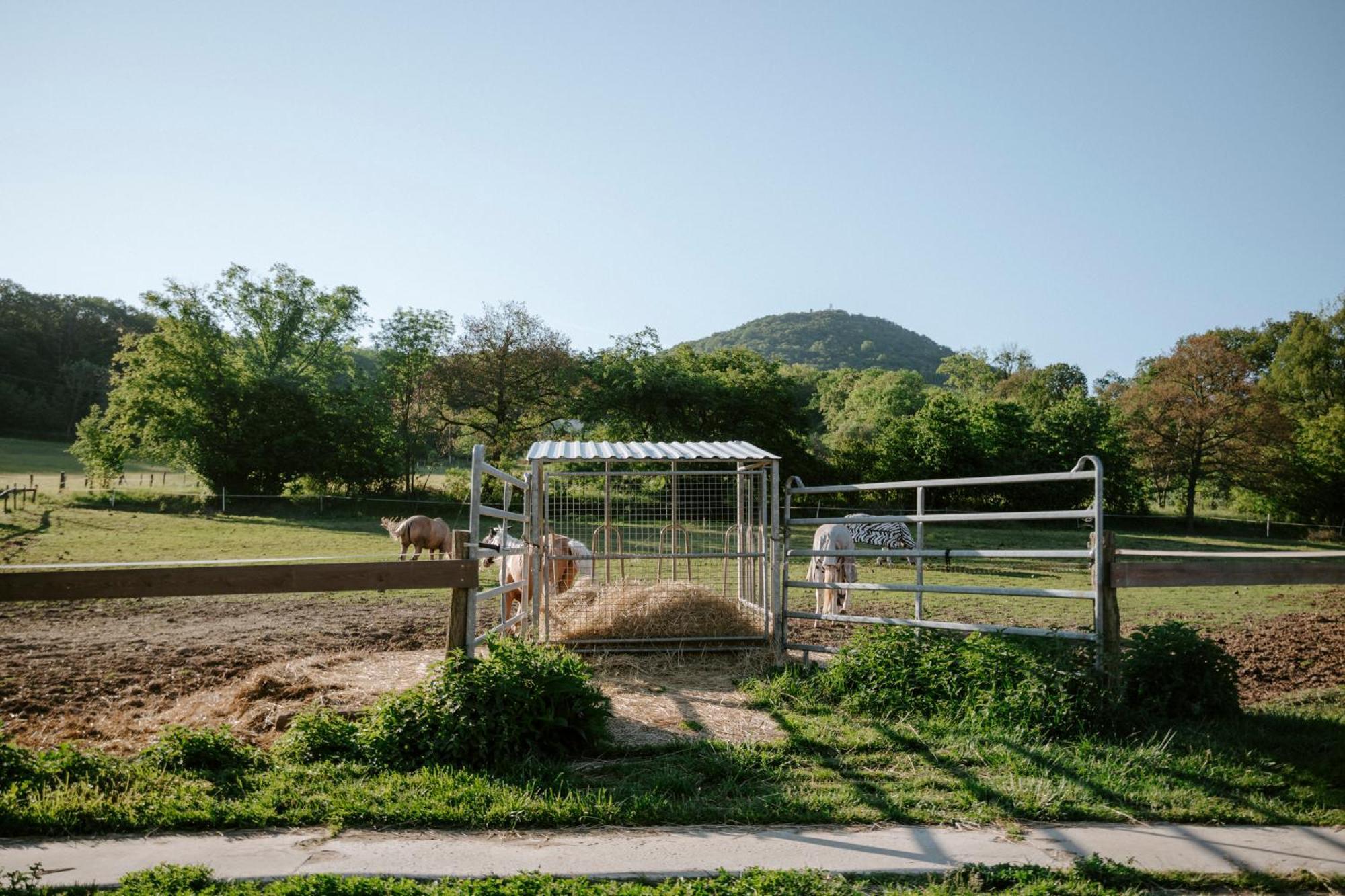 Ubytování na Ranči pod Lovošem Velemin Exterior foto