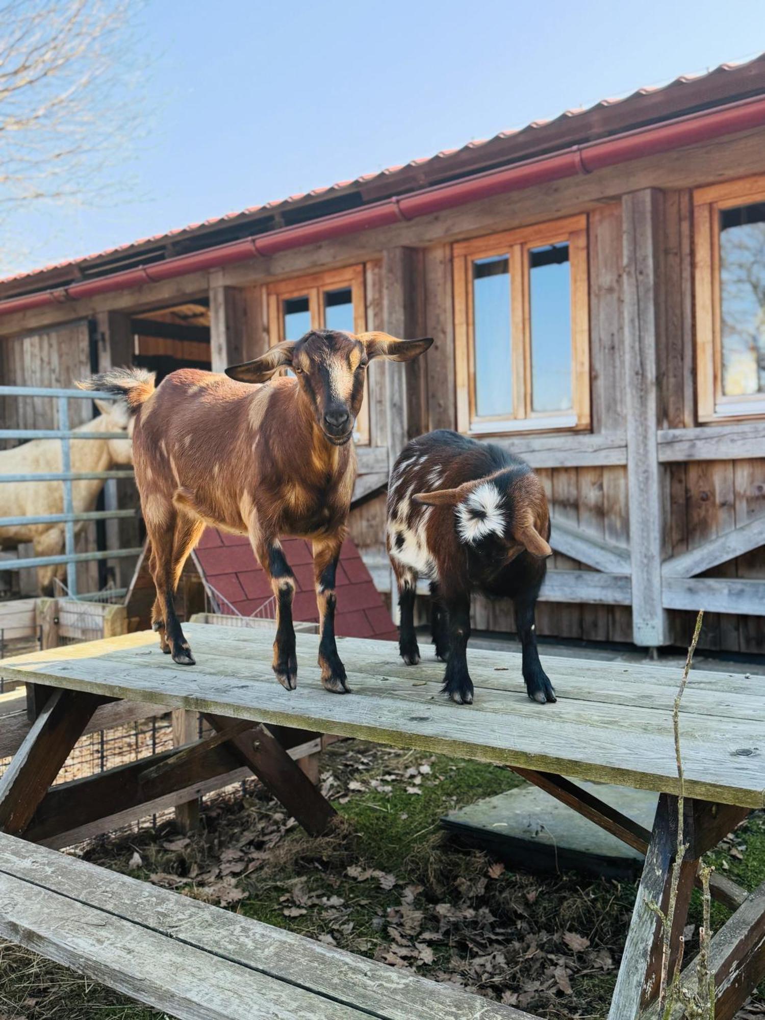 Ubytování na Ranči pod Lovošem Velemin Exterior foto